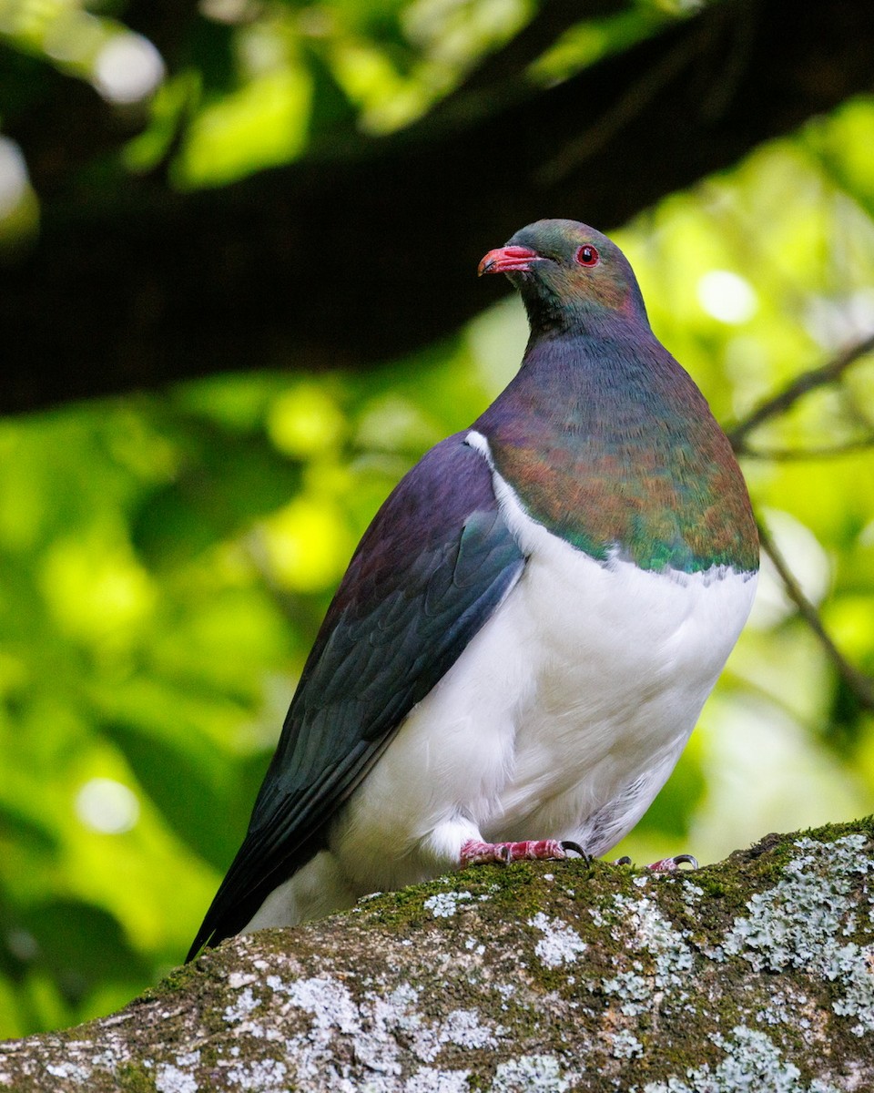 New Zealand Pigeon - ML630619977