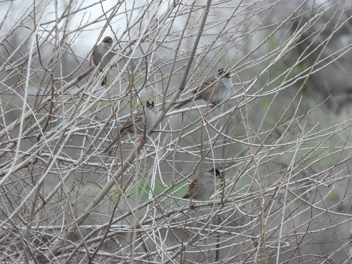 Golden-crowned Sparrow - ML630620092