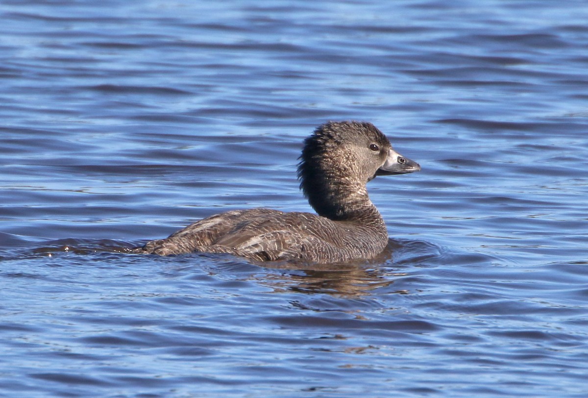 Musk Duck - Julie Sarna