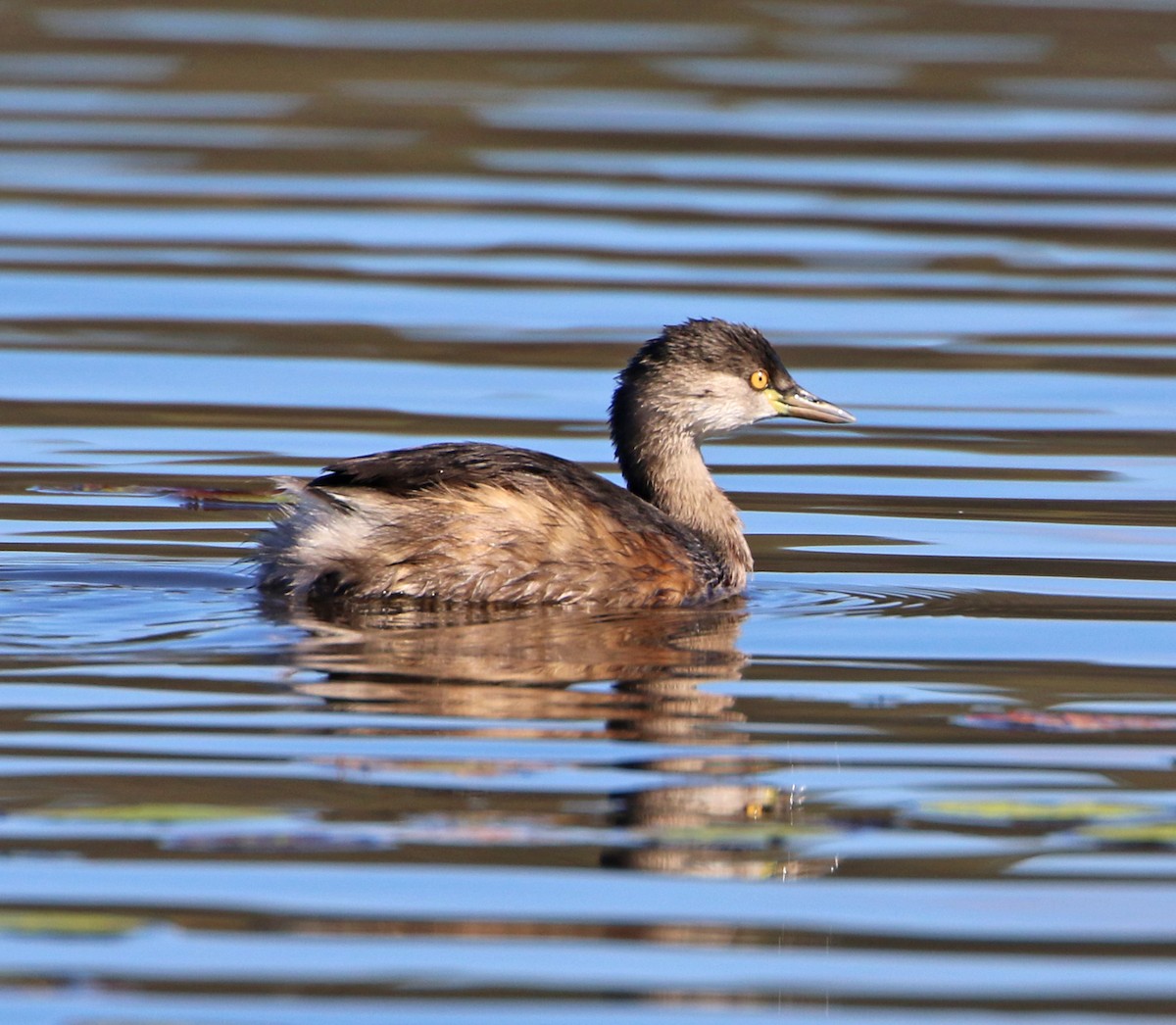 Australasian Grebe - ML63062041