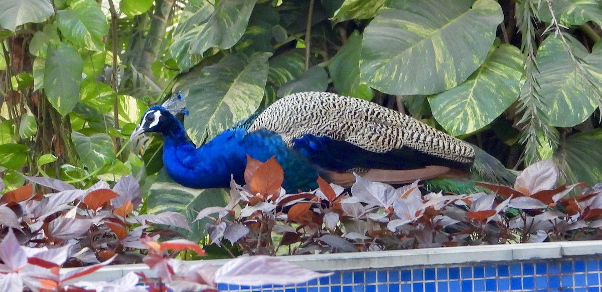 Indian Peafowl - ML630620430