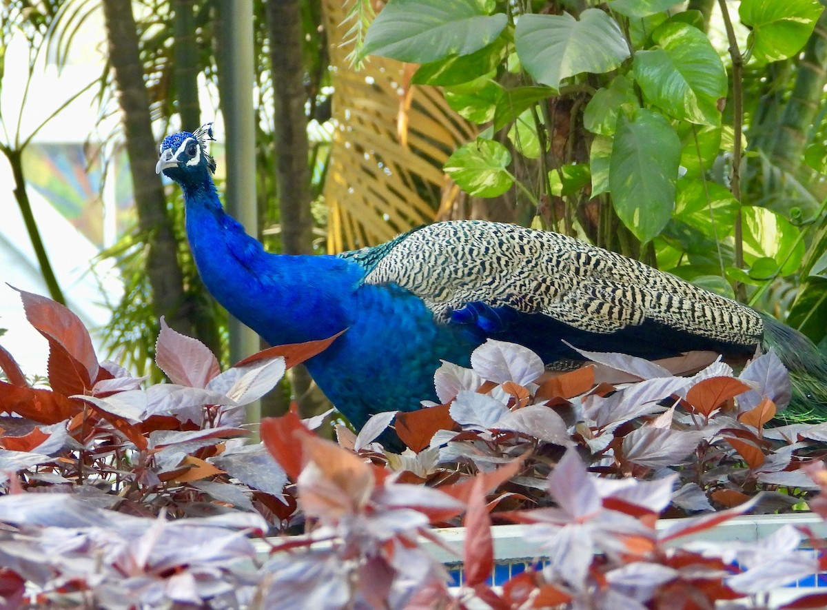 Indian Peafowl - ML630620431