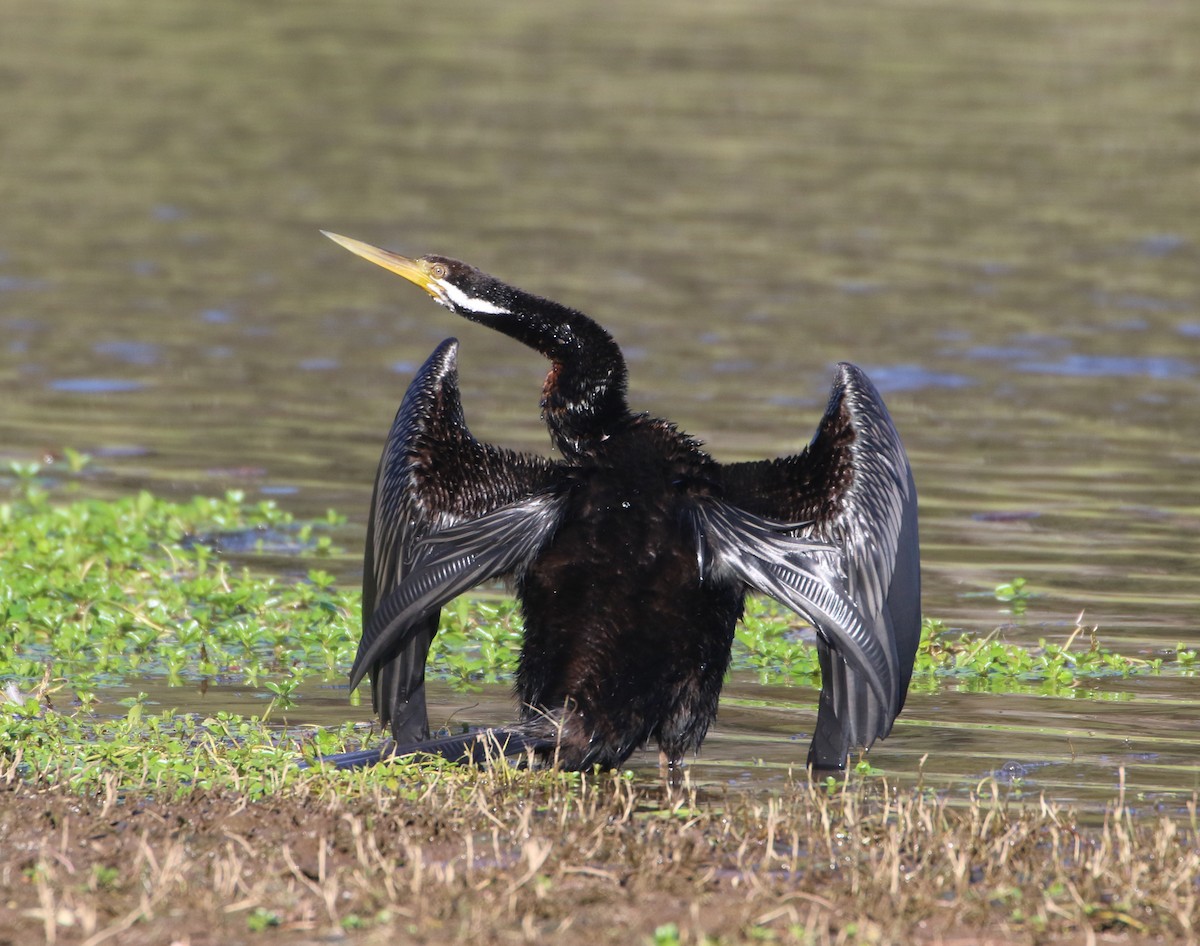 Australasian Darter - ML63062081