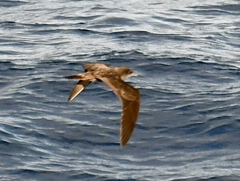 Wedge-tailed Shearwater - ML630620935