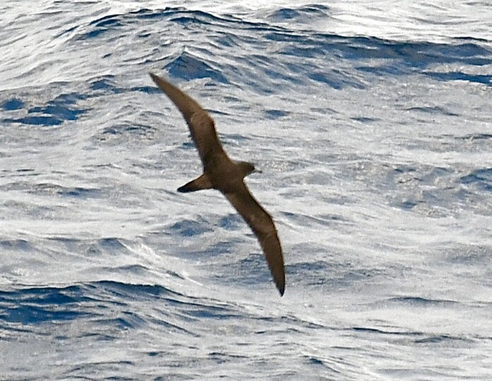 Wedge-tailed Shearwater - ML630620936