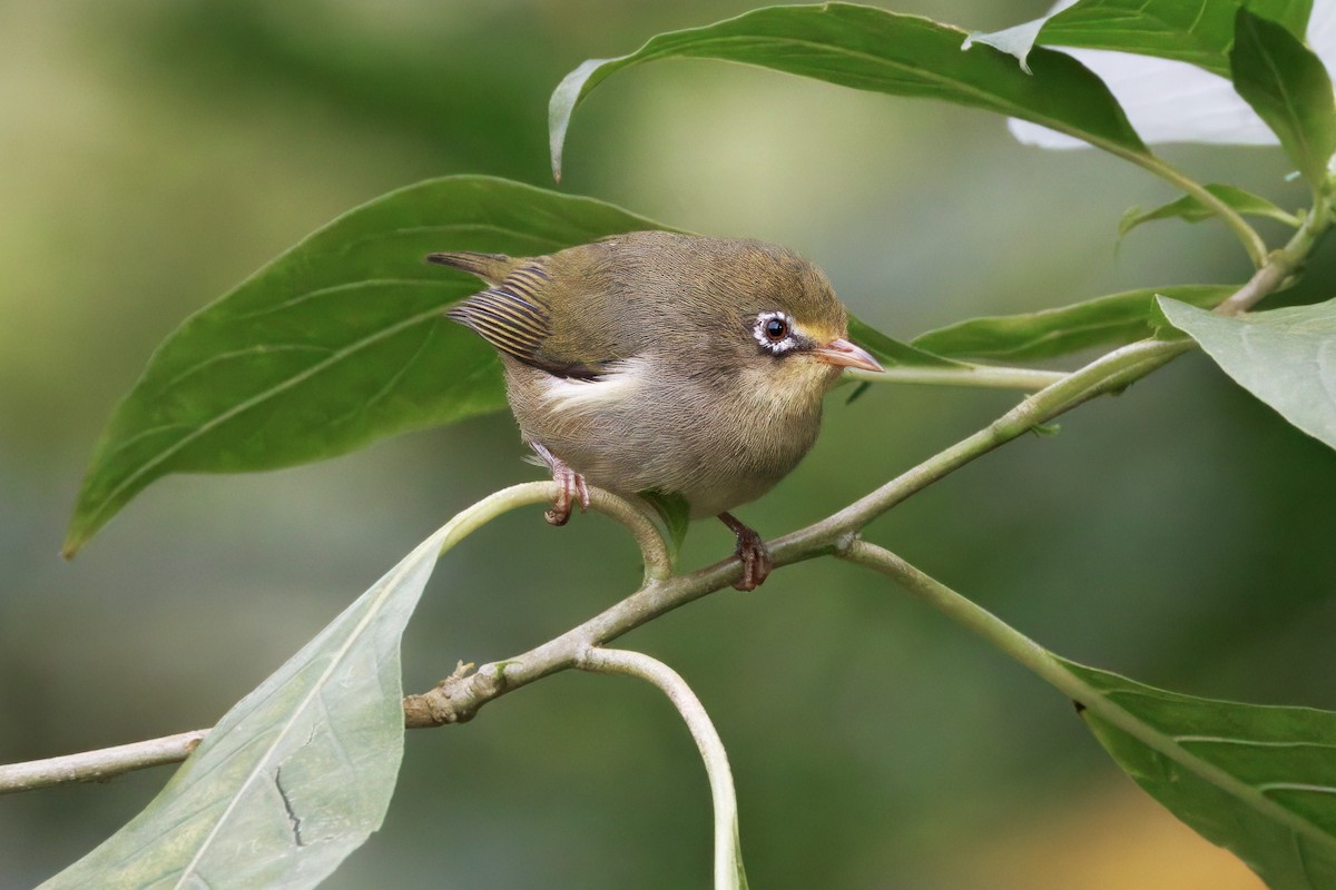 Sao Tome White-eye - ML630621134