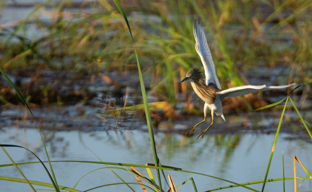 Squacco Heron - ML630621343