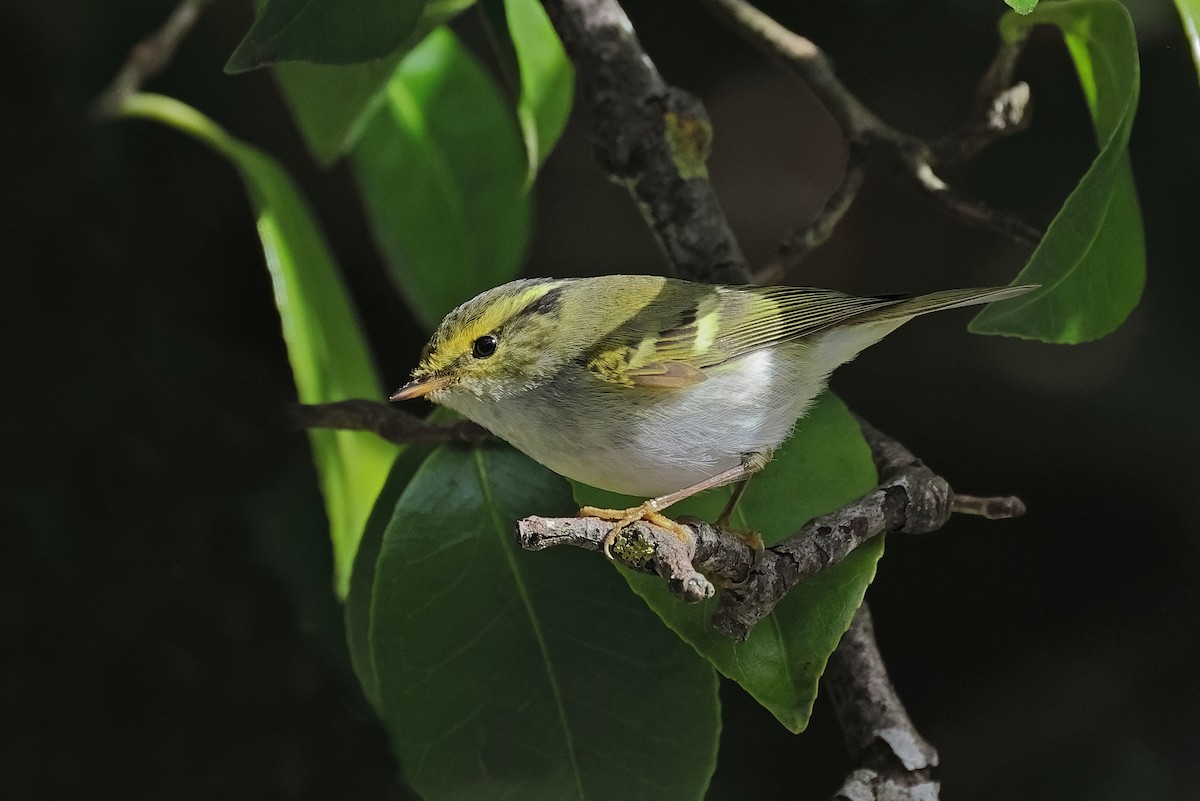 Pouillot de Pallas - ML630621366