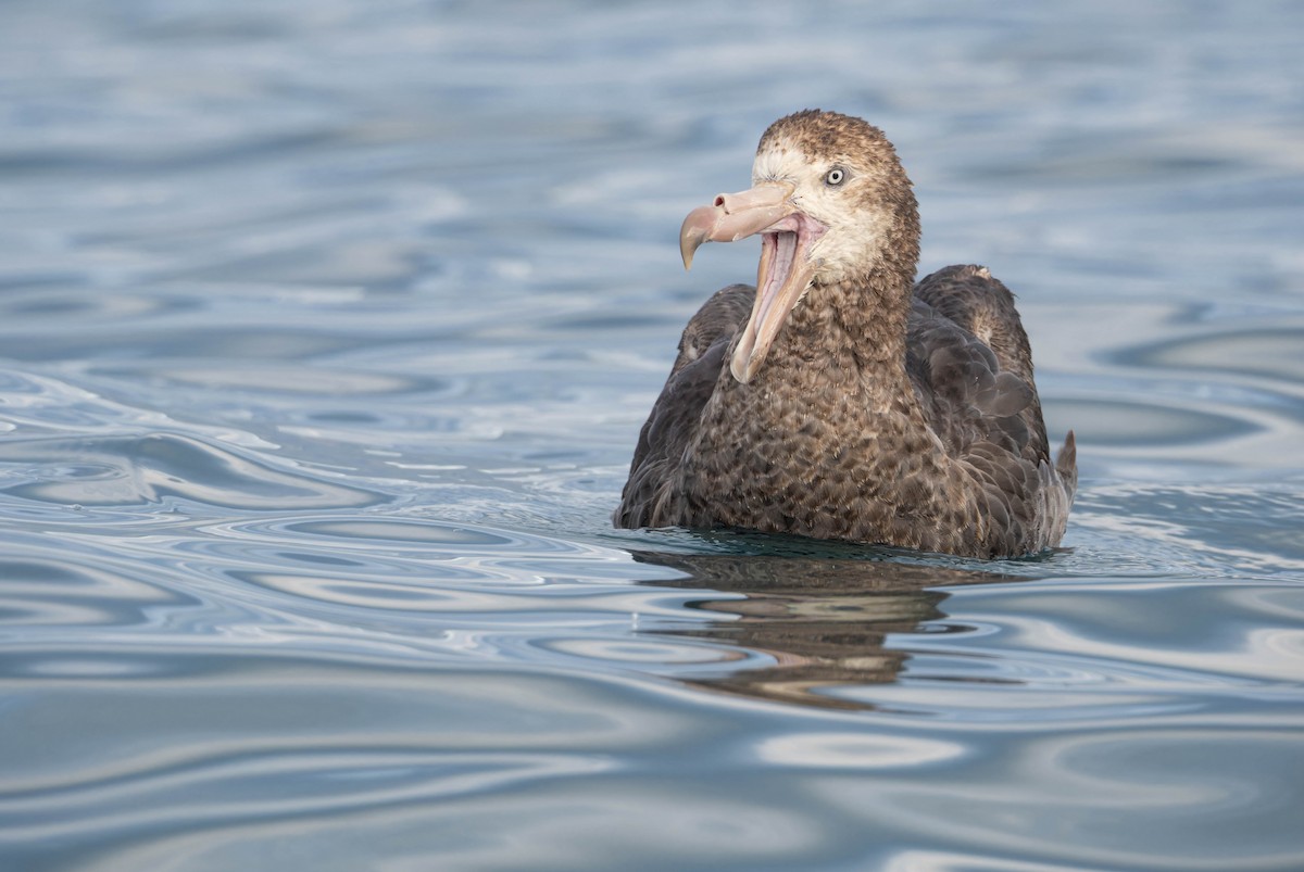 Northern Giant-Petrel - ML630621462
