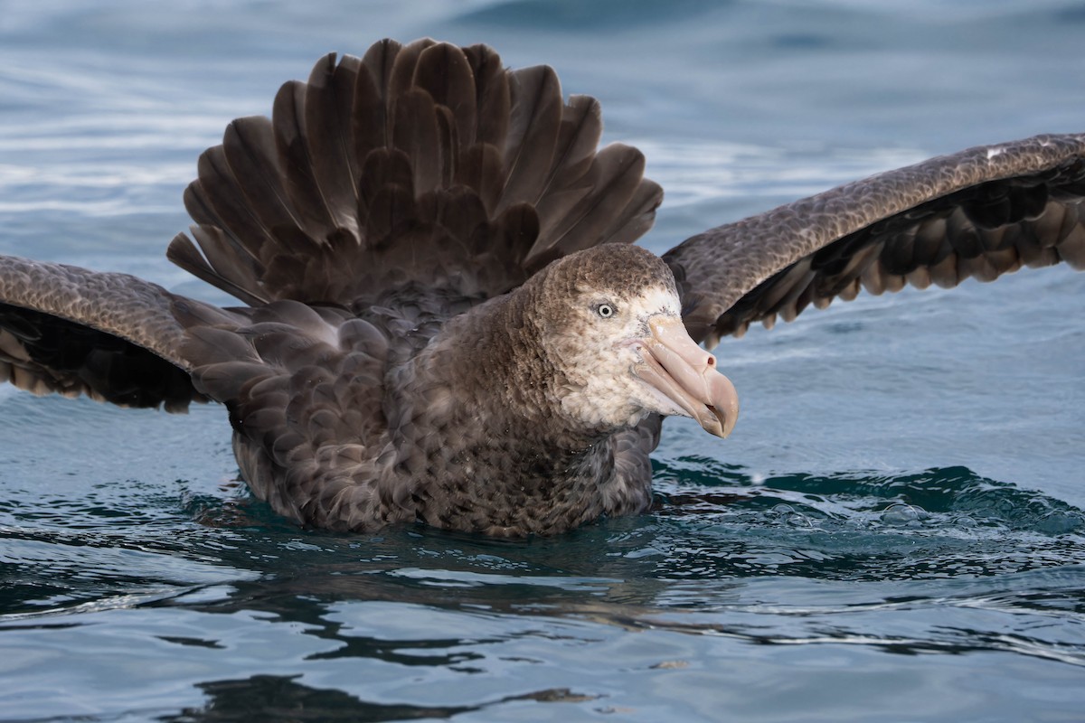 Northern Giant-Petrel - ML630621508