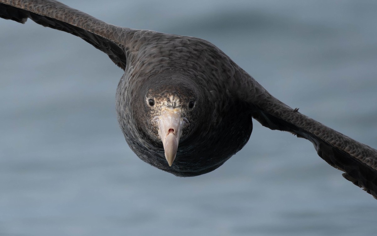 Northern Giant-Petrel - ML630621662