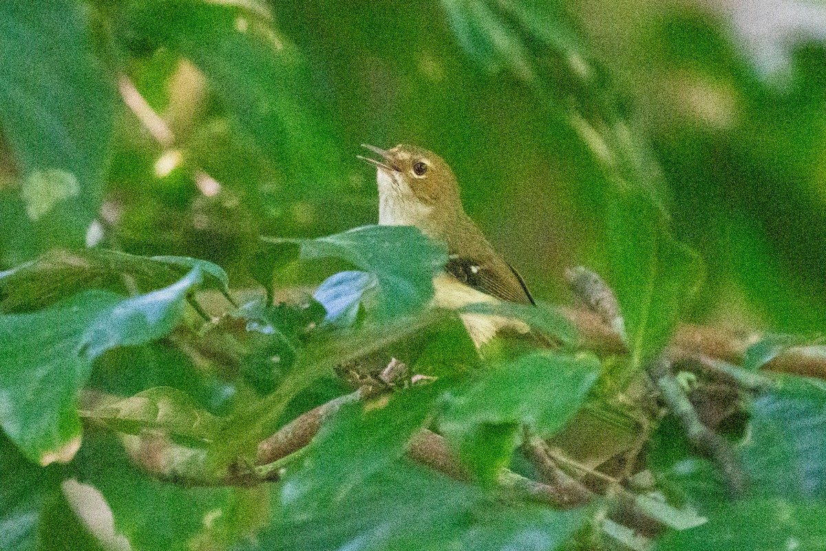 Tropical Scrubwren - ML630622030