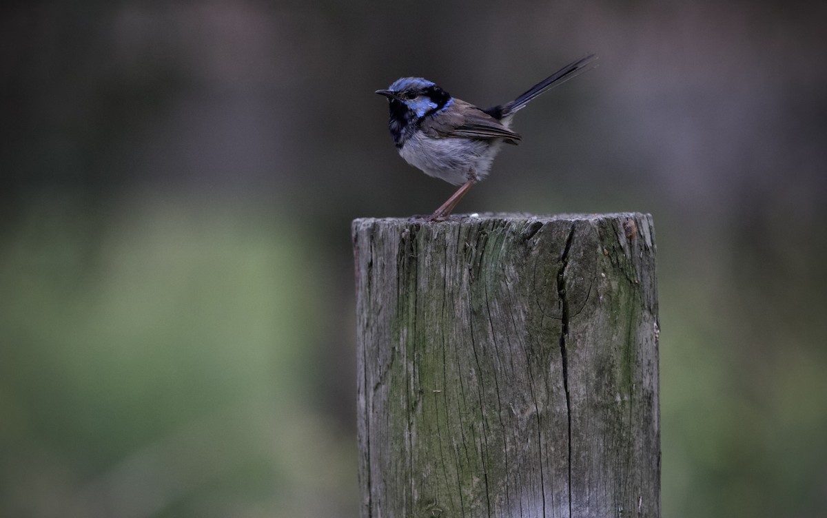 Superb Fairywren - ML630622079