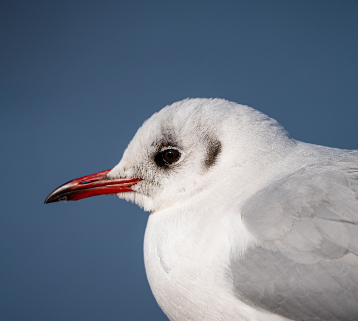 Black-headed Gull - ML630622249