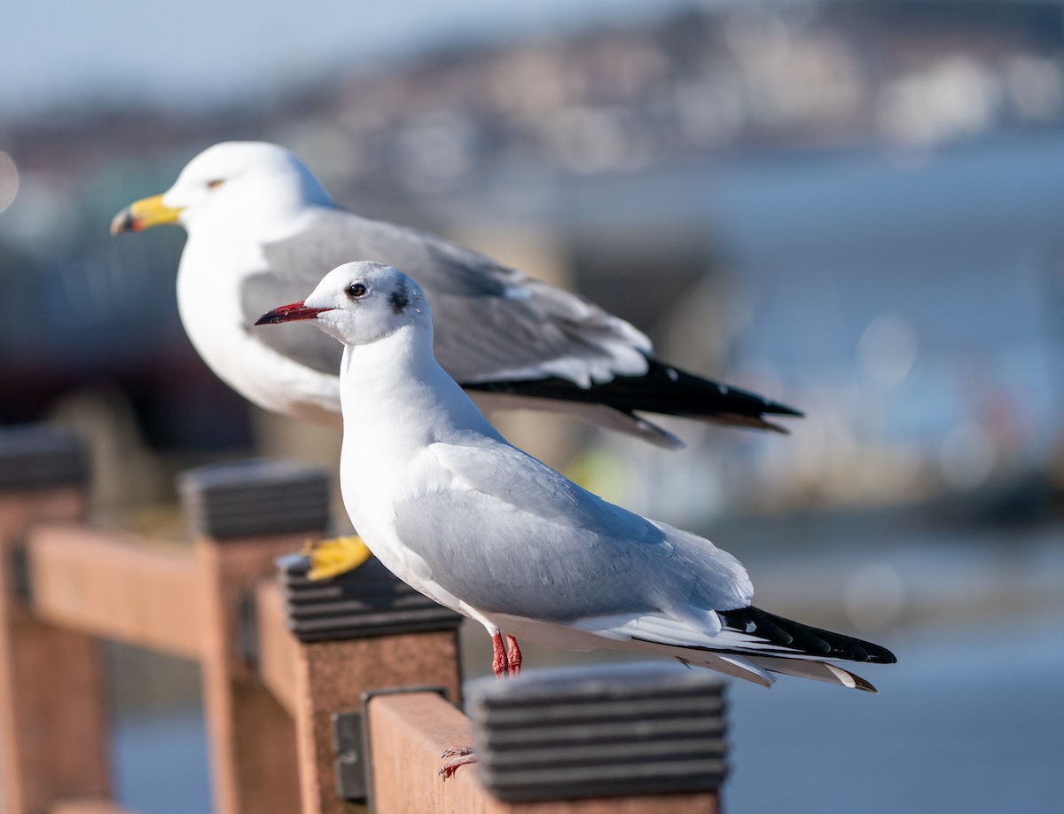 Black-headed Gull - ML630622250