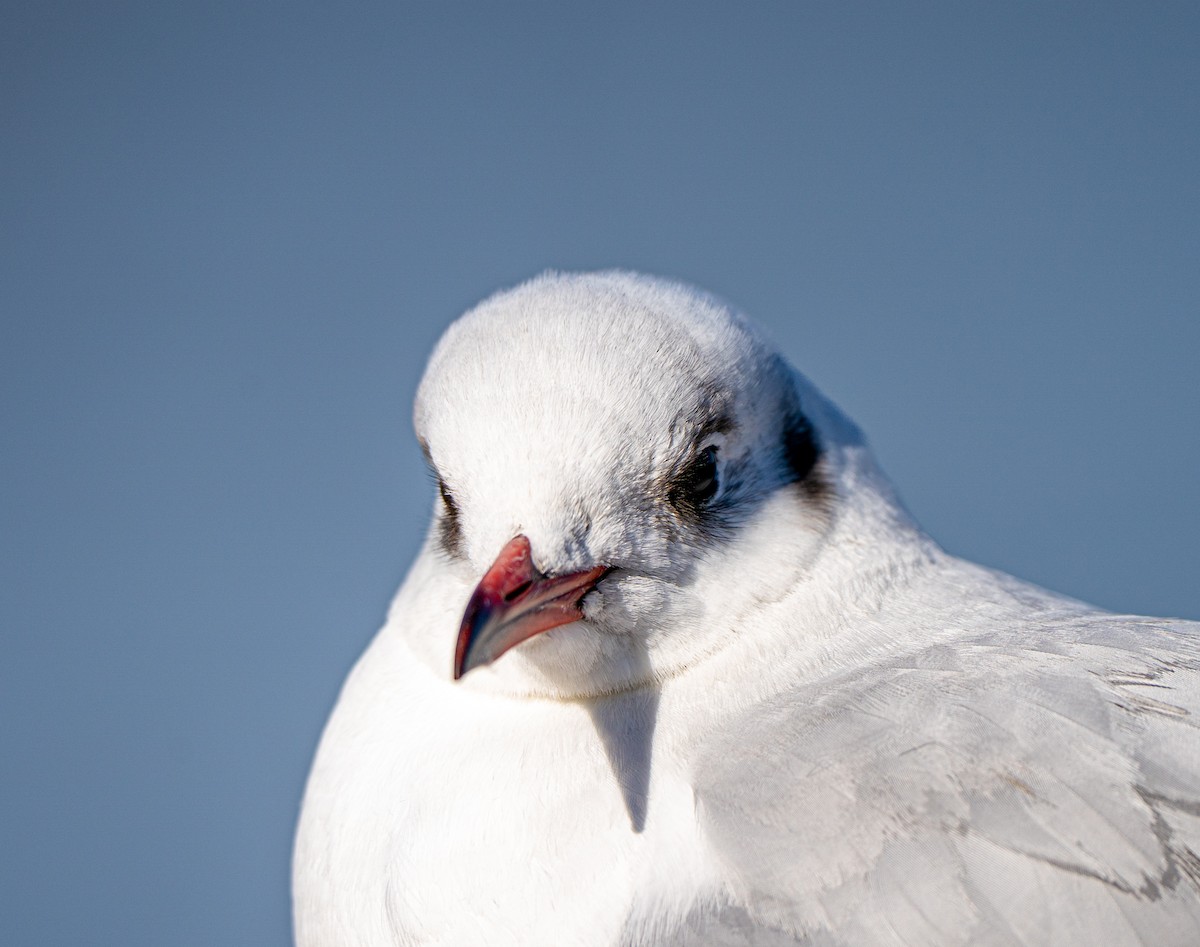 Black-headed Gull - ML630622251