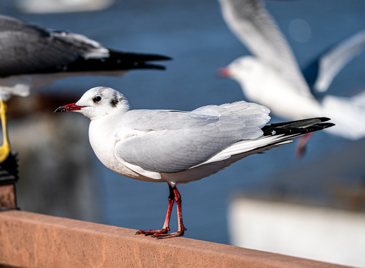 Black-headed Gull - ML630622252