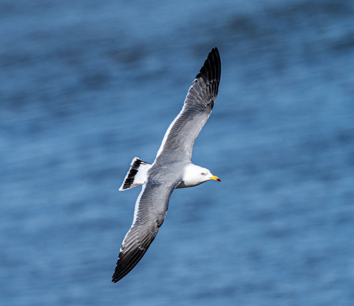 Black-tailed Gull - ML630622259