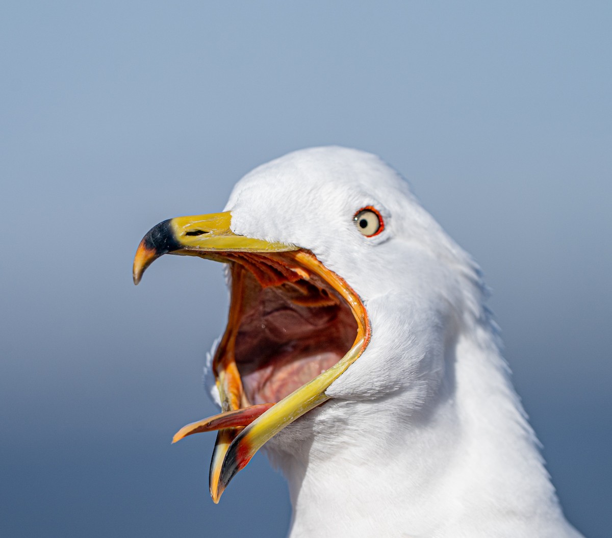 Black-tailed Gull - ML630622260