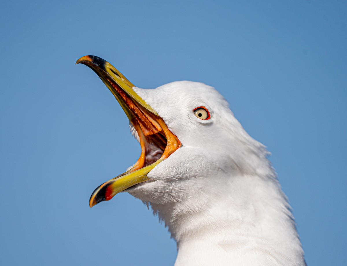 Black-tailed Gull - ML630622261