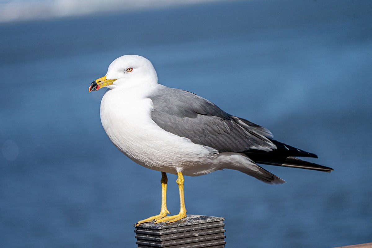 Black-tailed Gull - ML630622262