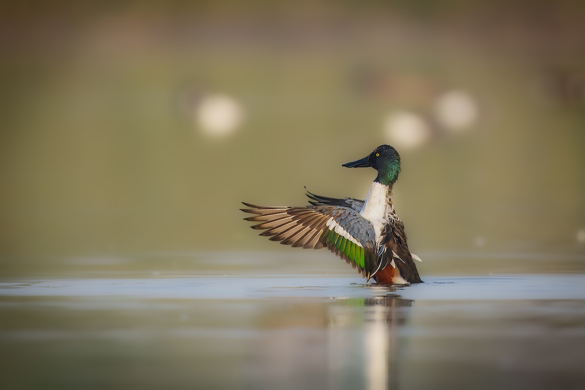 Northern Shoveler - ML630622356