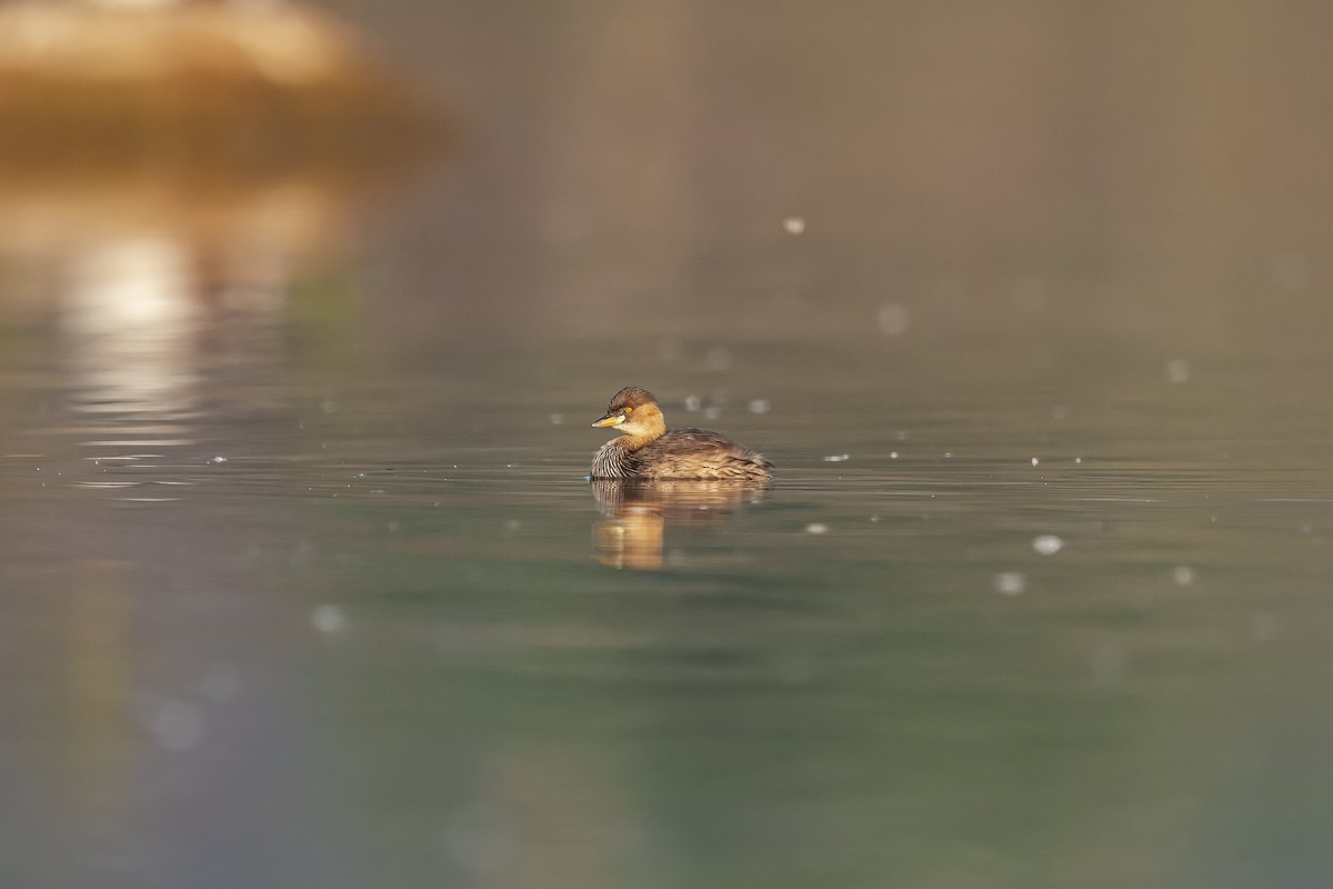 Little Grebe - ML630622364