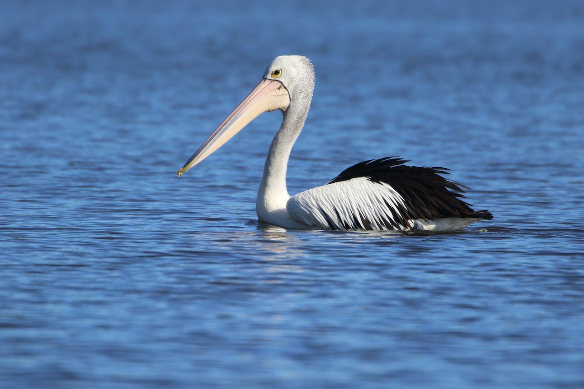 Australian Pelican - ML63062241