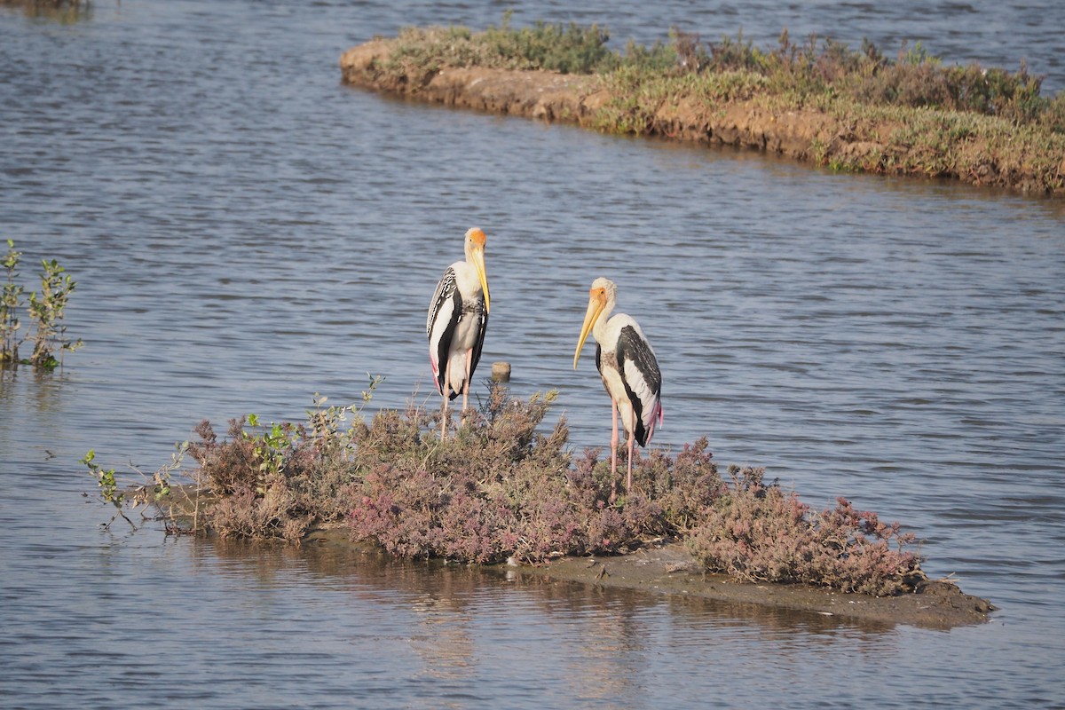 Painted Stork - ML630622410