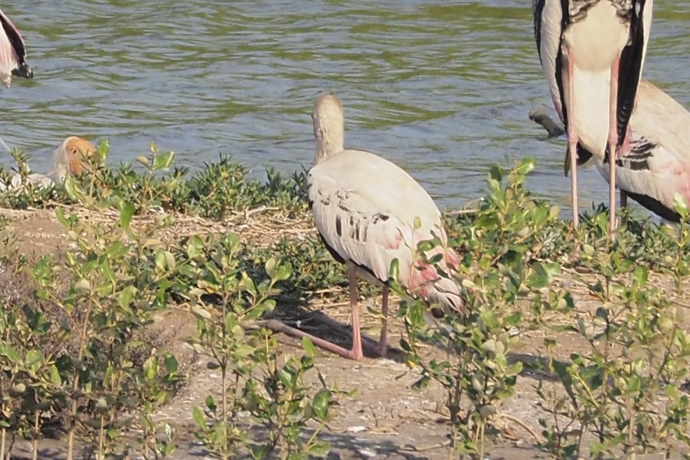 Milky x Painted Stork (hybrid) - ML630622442