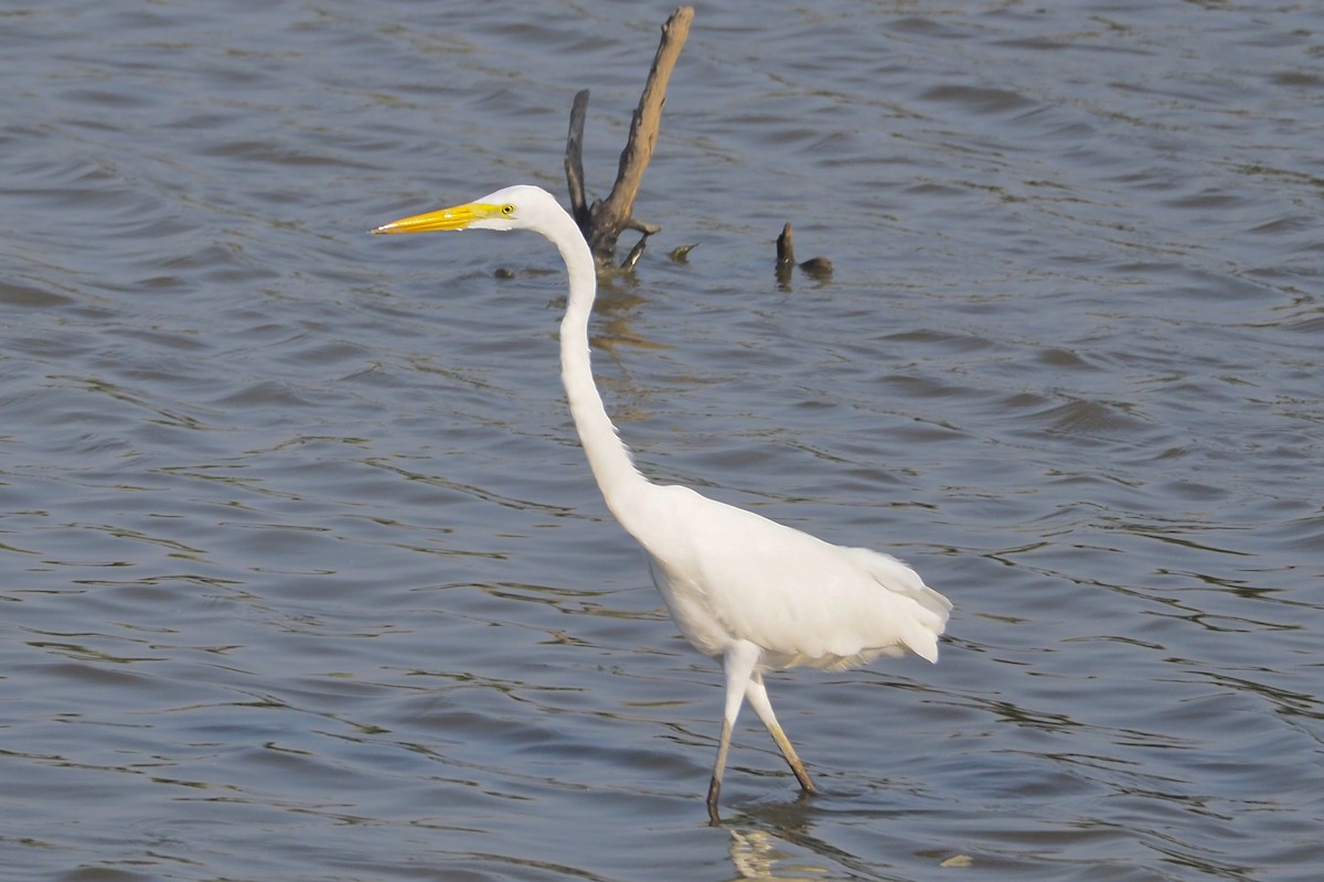 Great Egret - ML630622454