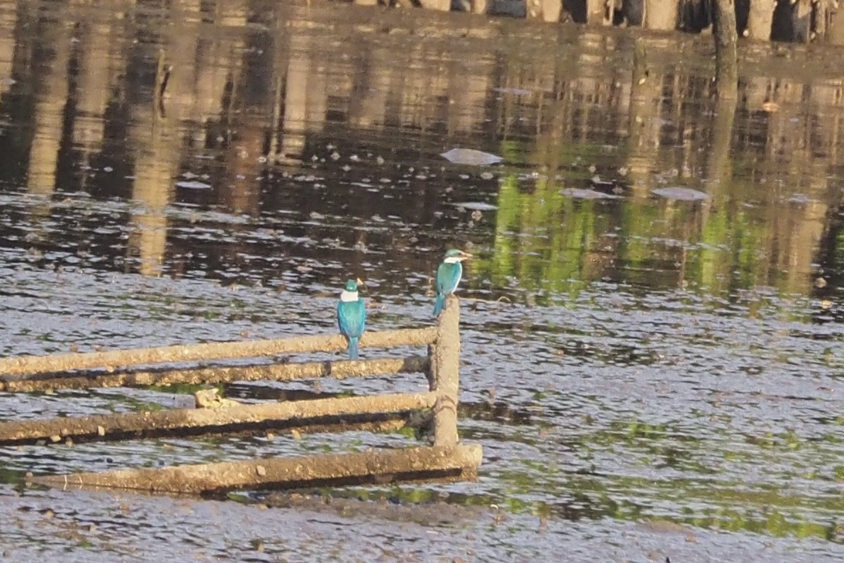 Collared Kingfisher - ML630622468