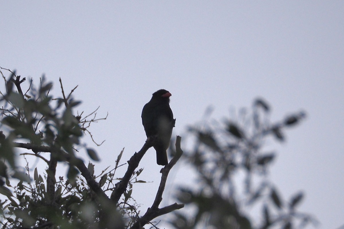 Dollarbird - ML630622471