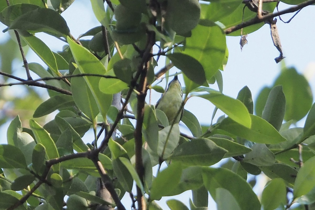 Golden-bellied Gerygone - ML630622477