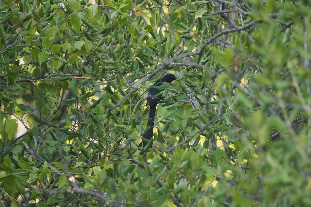 Racket-tailed Treepie - ML630622479