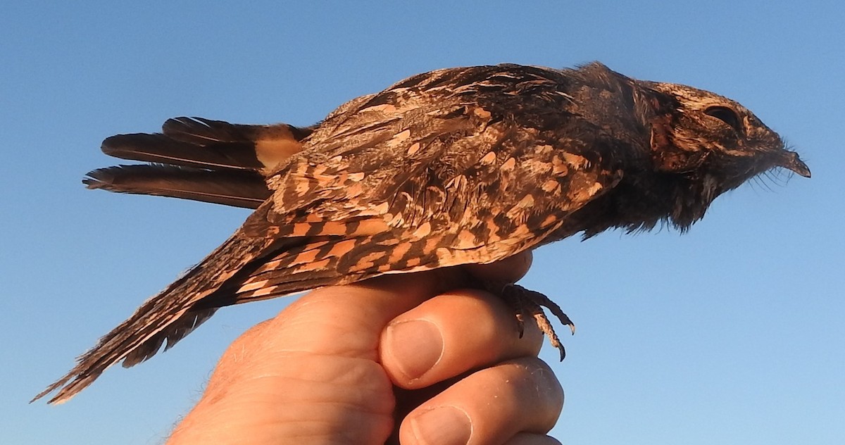 Rufous-cheeked Nightjar - ML630622552