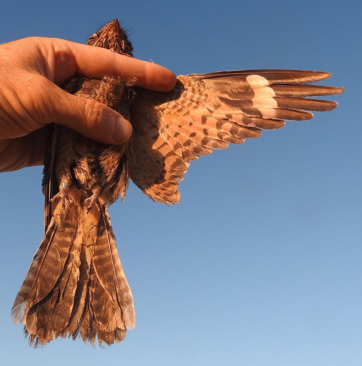 Rufous-cheeked Nightjar - ML630622553