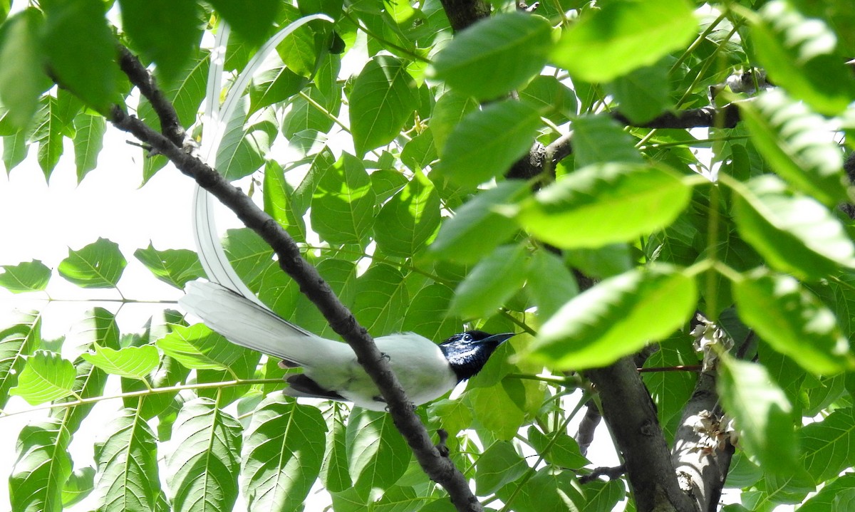 Indian Paradise-Flycatcher - ML63062301