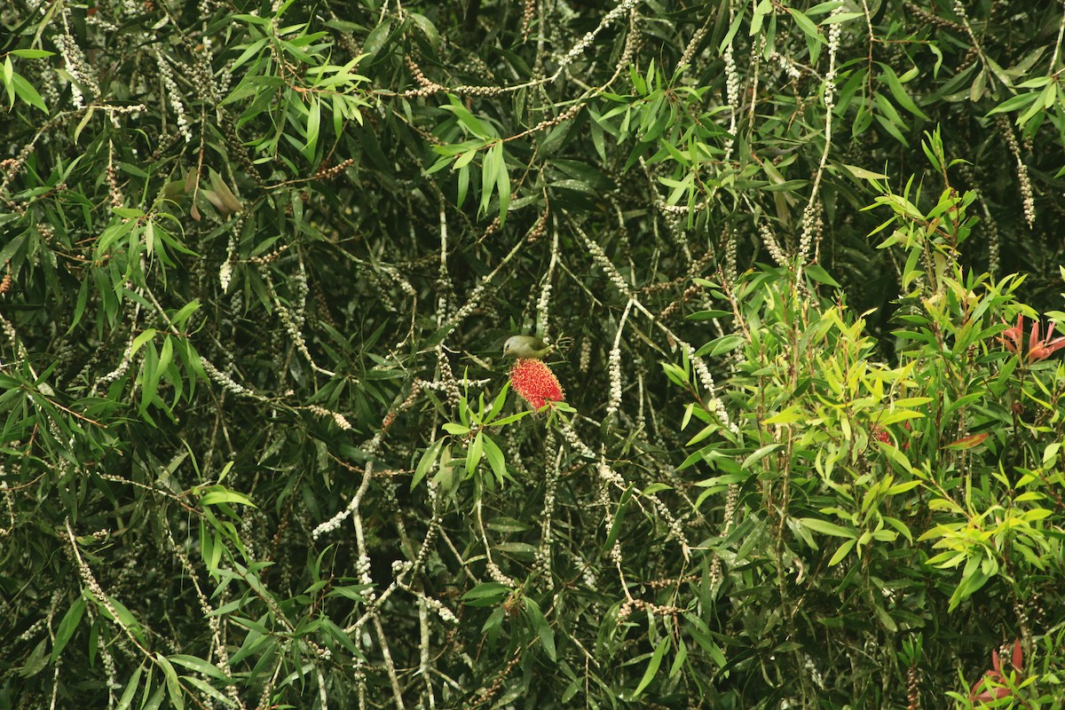 Javabrillenvogel - ML630623012