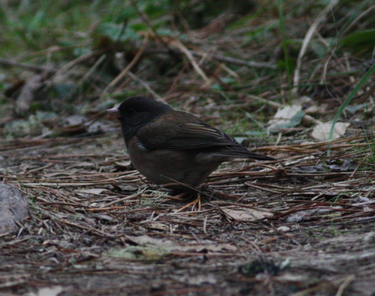 Dark-eyed Junco - ML630623041