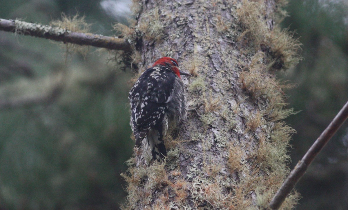 Red-breasted Sapsucker - ML630623050