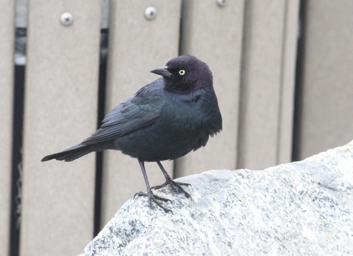 Brewer's Blackbird - ML630623075