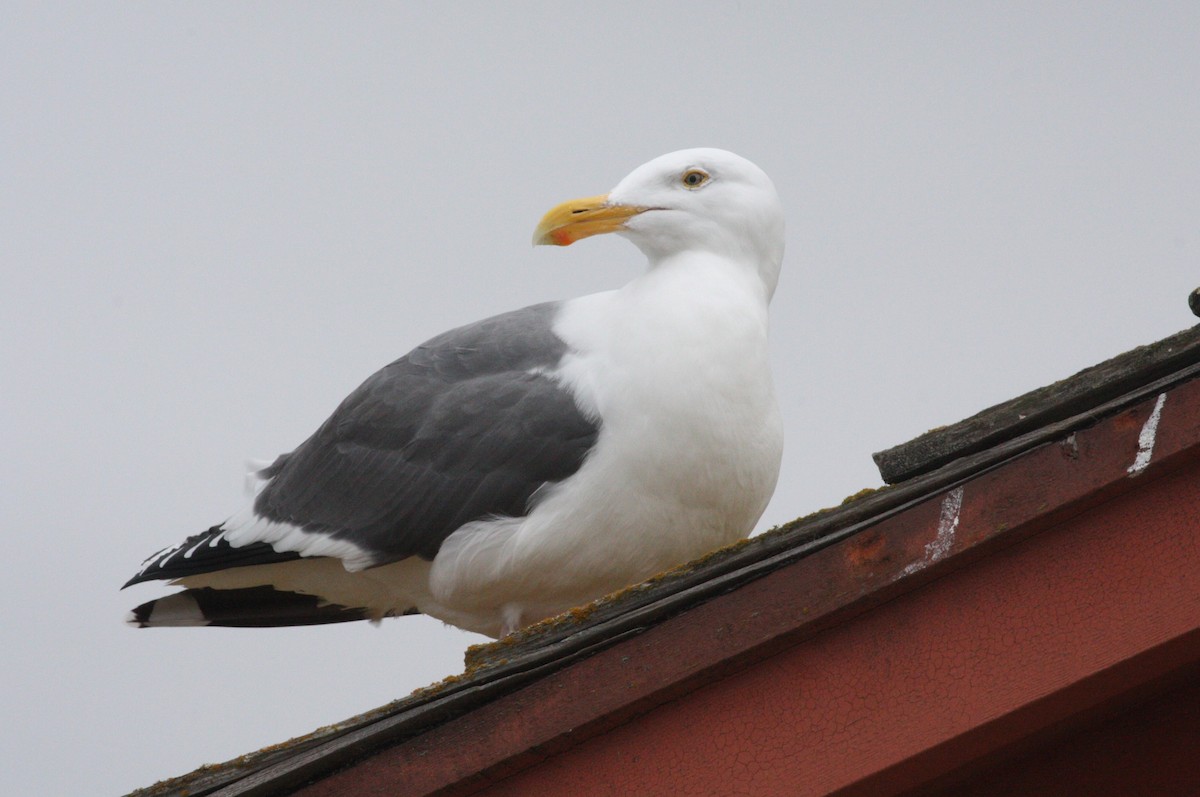 Western Gull - ML630623080