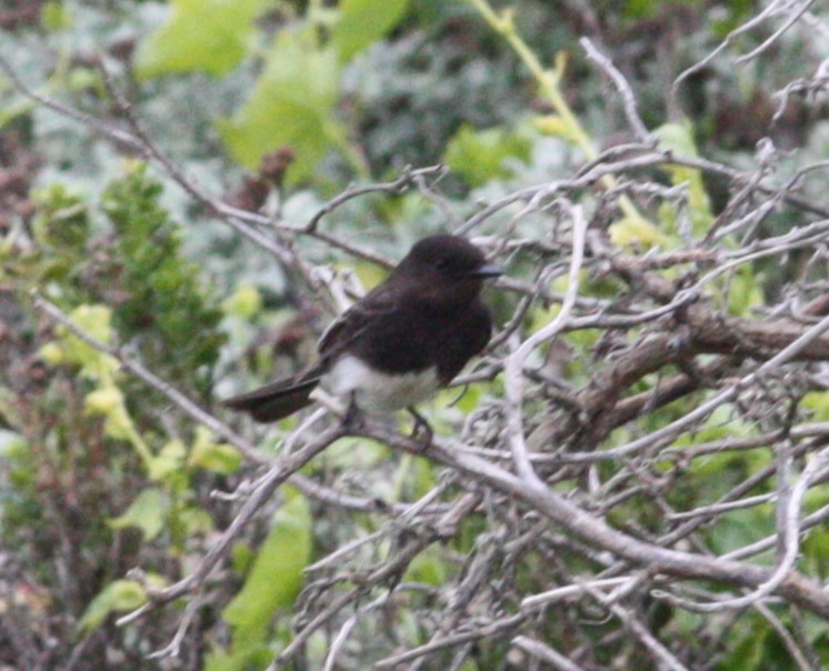 Black Phoebe - ML630623097