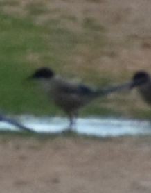 Iberian Magpie - ML630623142