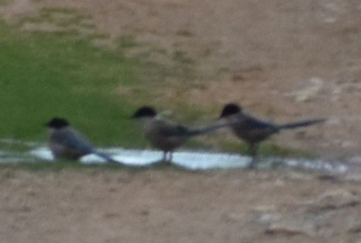 Iberian Magpie - ML630623143