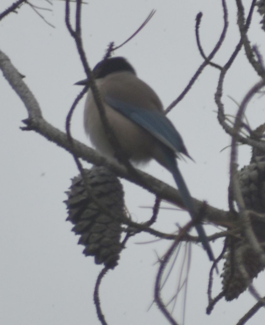 Iberian Magpie - ML630623144