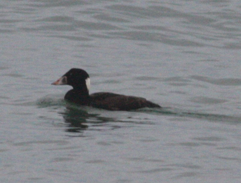 Surf Scoter - ML630623147