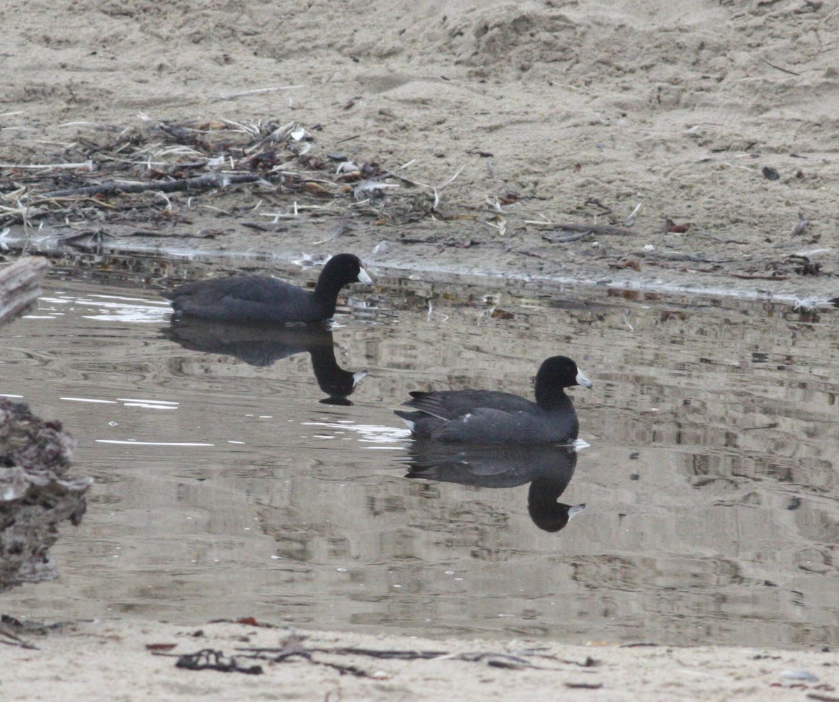 American Coot - ML630623157