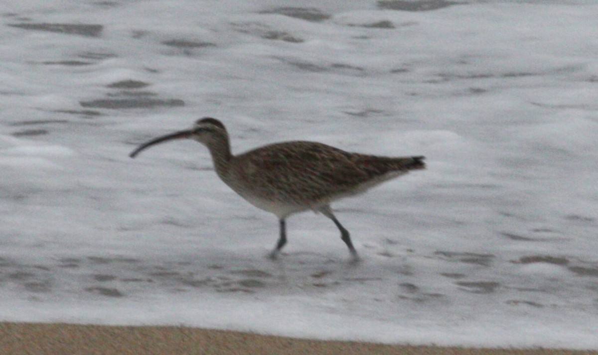Hudsonian Whimbrel - ML630623167